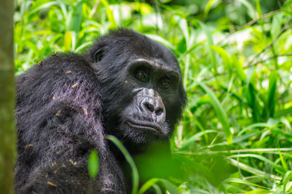Meet the Mountain Gorillas
