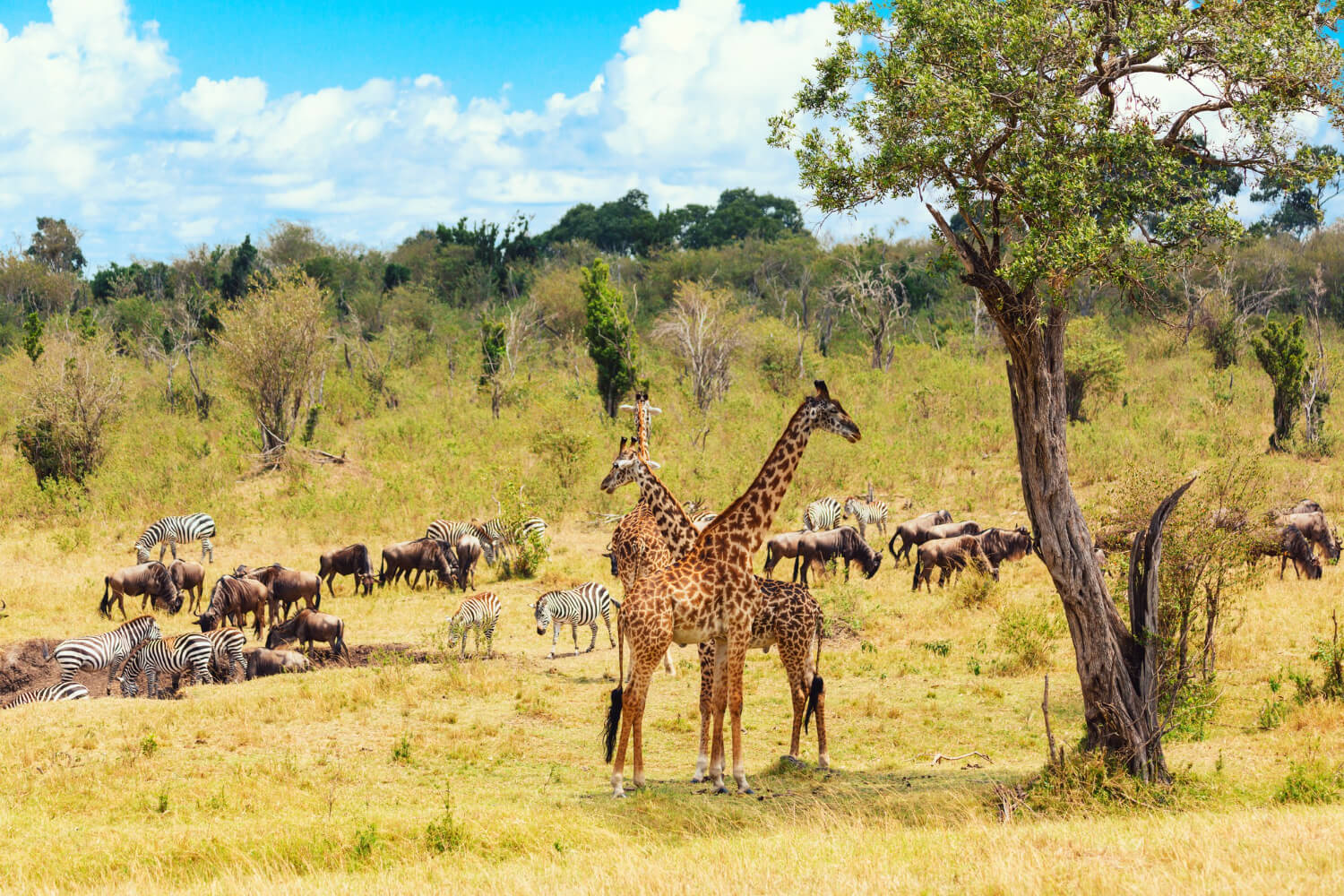 First-Time East Africa Safari Planning Guide