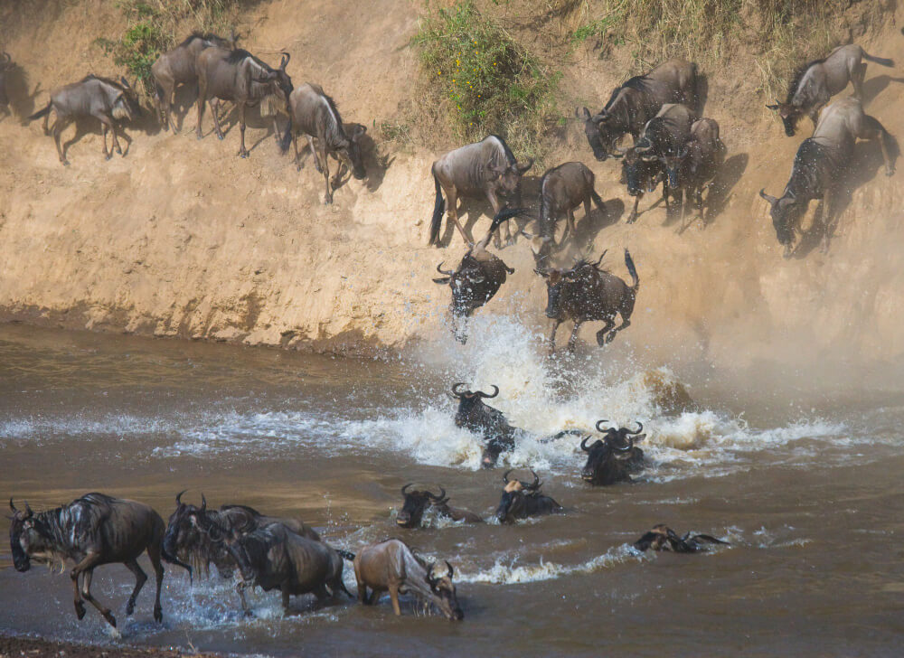Follow East Africa’s Great Wildlife