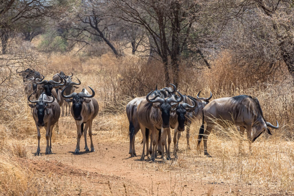 4 Days Masai Mara Wildebeest Migration Safari