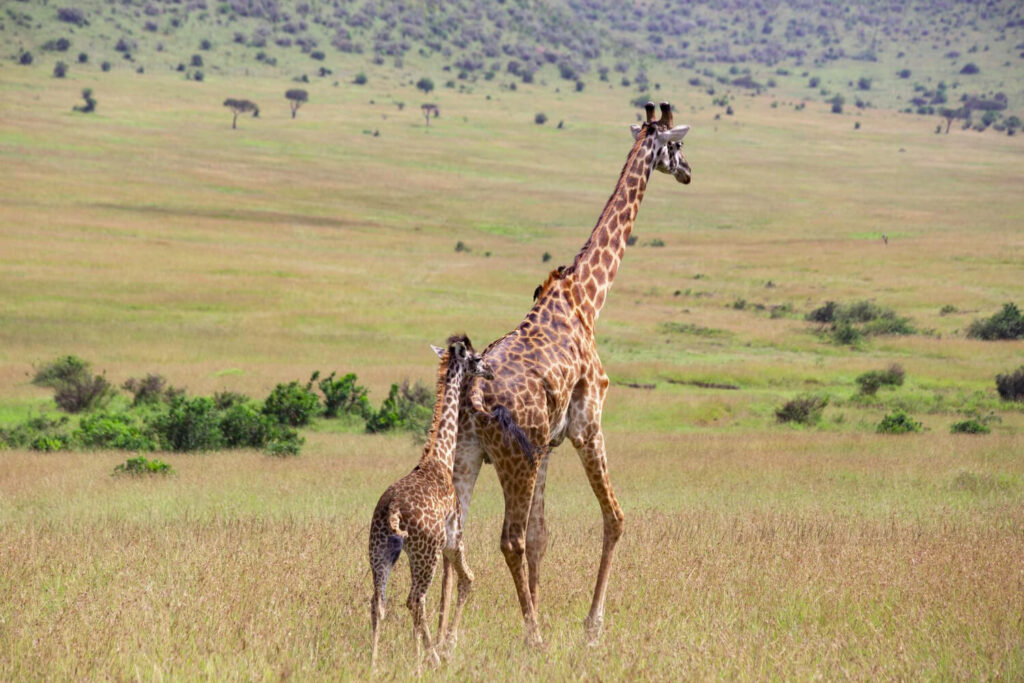8 Days Kenya Safari – Amboseli, Naivasha, Nakuru & Masai Mara