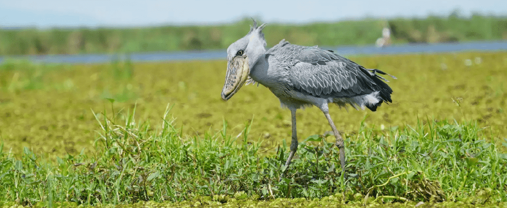 Uganda