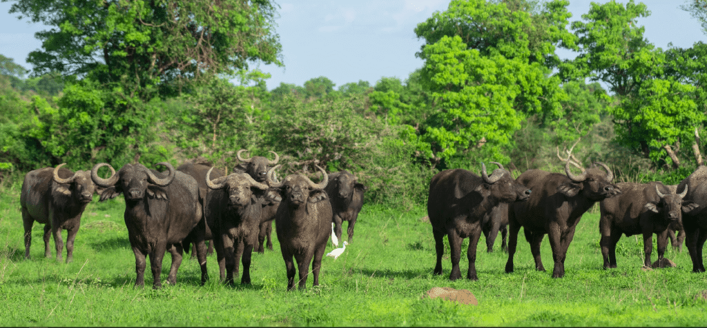 10 Days Best Uganda Safari – Big Five, Chimps & Gorillas