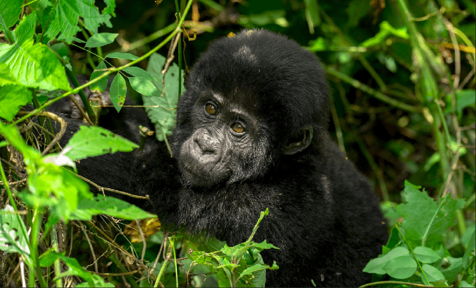 6 Days Rwanda & Uganda Big 5 and Gorilla Safari