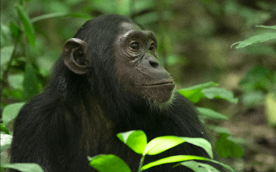 Kibale National Park Chimpanzee