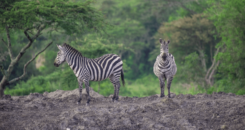 Lake Mburo National Park