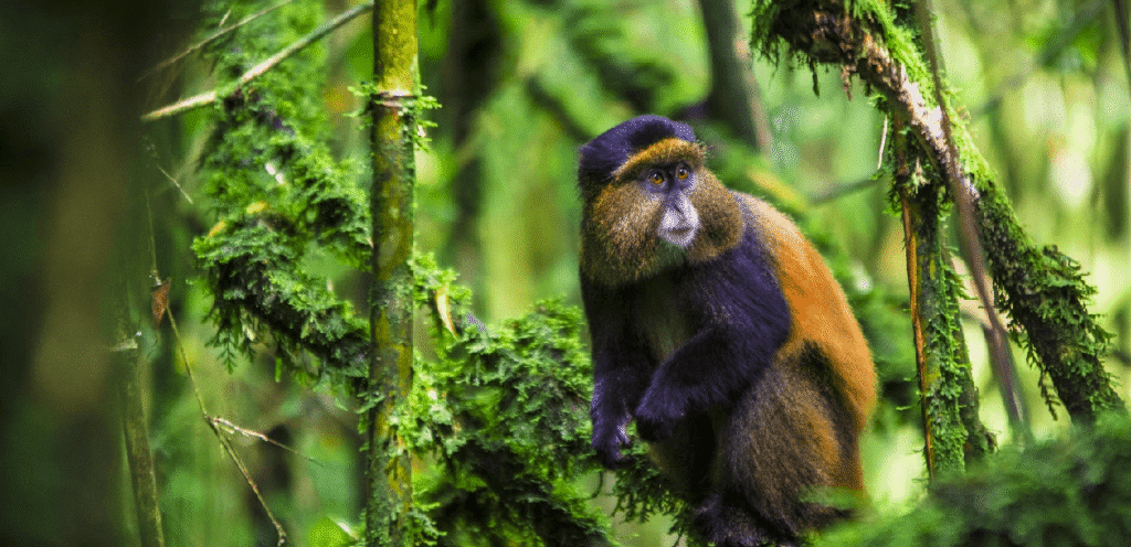 12 Days Uganda to Rwanda Safari