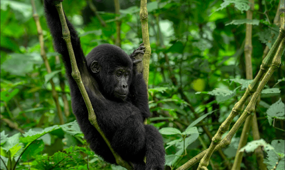 6 Days Rwanda Primates & Gorilla Safari