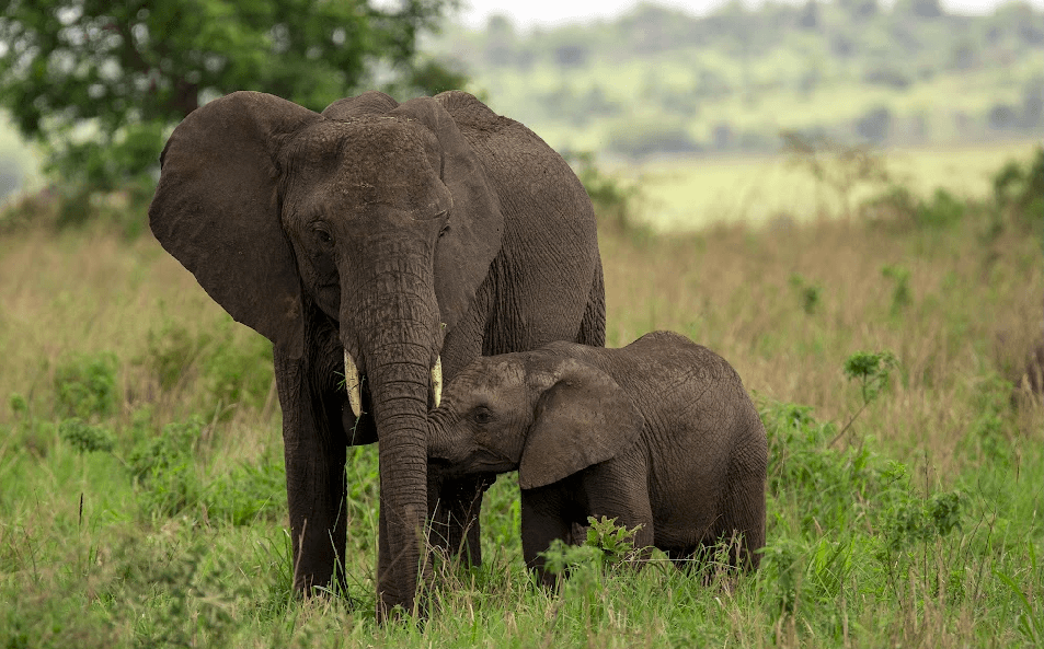 10 Days Luxury Uganda Safari – Big Five & Primates