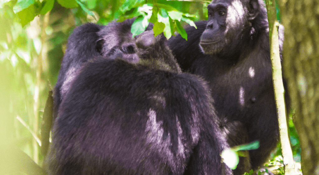 Gorilla Trekking in Volcanoes National Park
