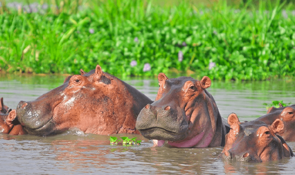 8 Days Best Budget Uganda Safari – Big Five & Primates
