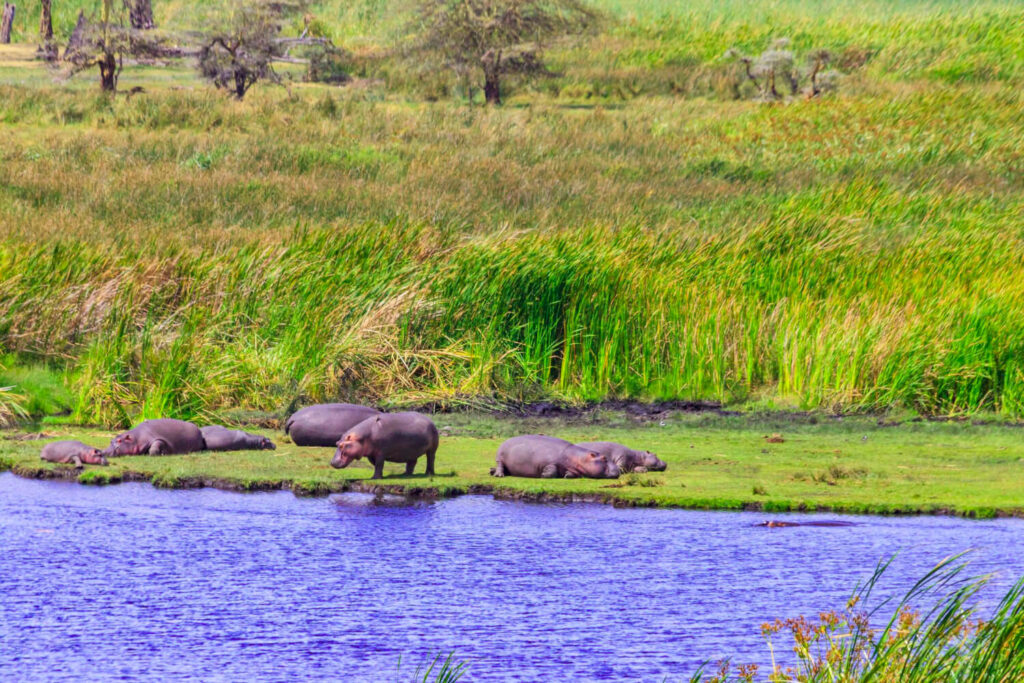 6 Days Tanzania Safari – Tarangire, Serengeti & Ngorongoro