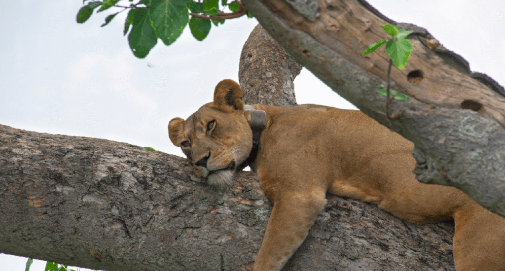 Queen Elizabeth National Park